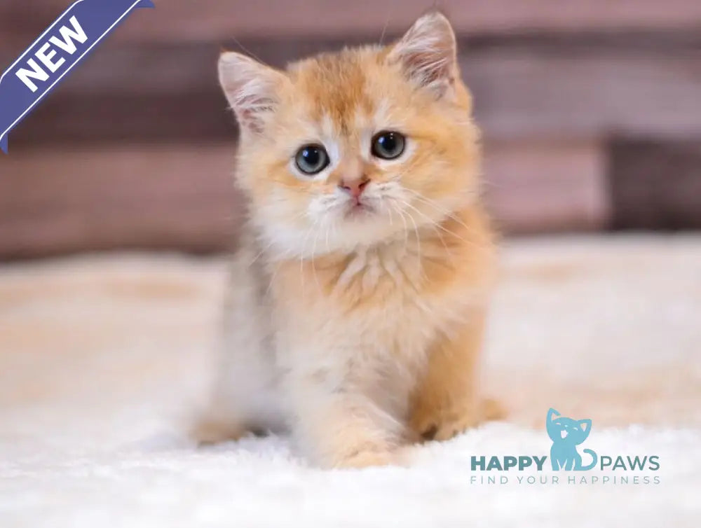 Yarik British Shorthair male chocolate golden shaded live animals