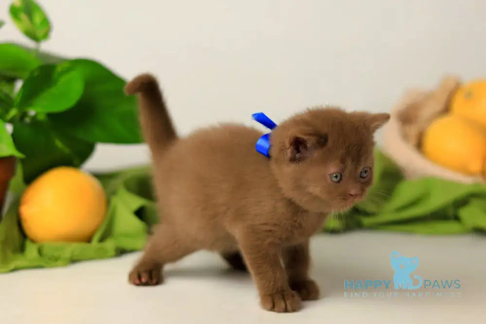 Yarik British Shorthair male cinnamon live animals