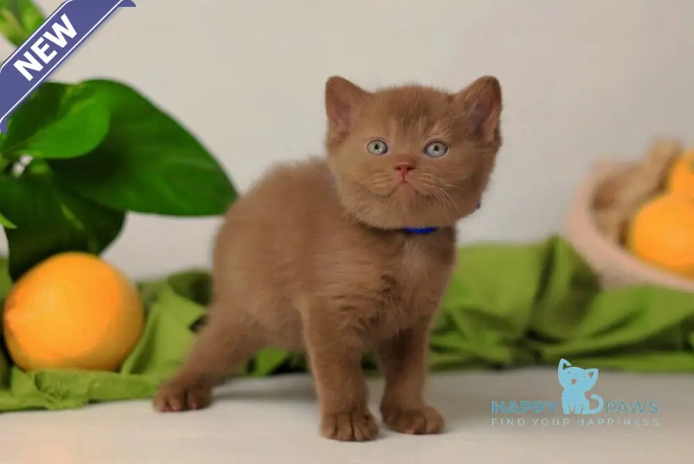 Yarik British Shorthair male cinnamon live animals