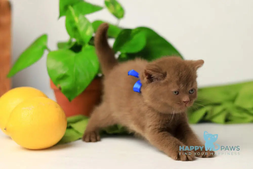 Yarik British Shorthair male cinnamon live animals