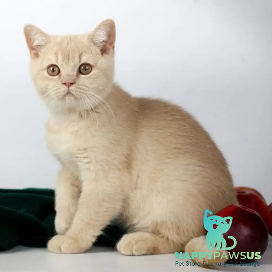 Yarik British Shorthair male cream - live animals