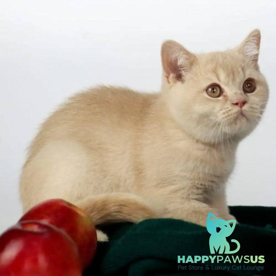Yarik British Shorthair male cream - live animals