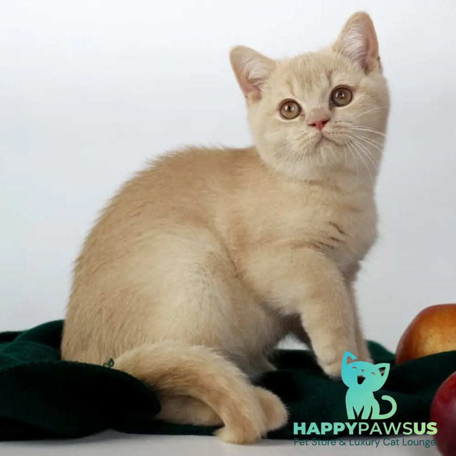Yarik British Shorthair male cream - live animals