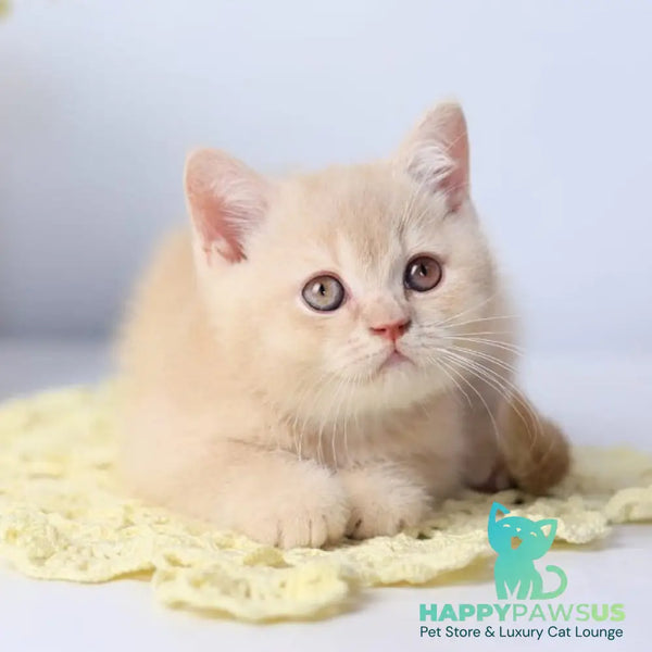 Yarik British Shorthair male cream - live animals