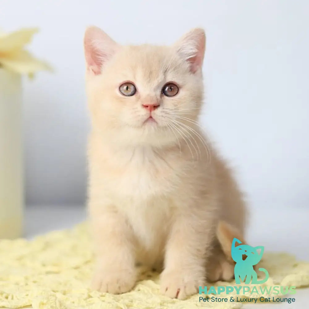 Yarik British Shorthair male cream - live animals