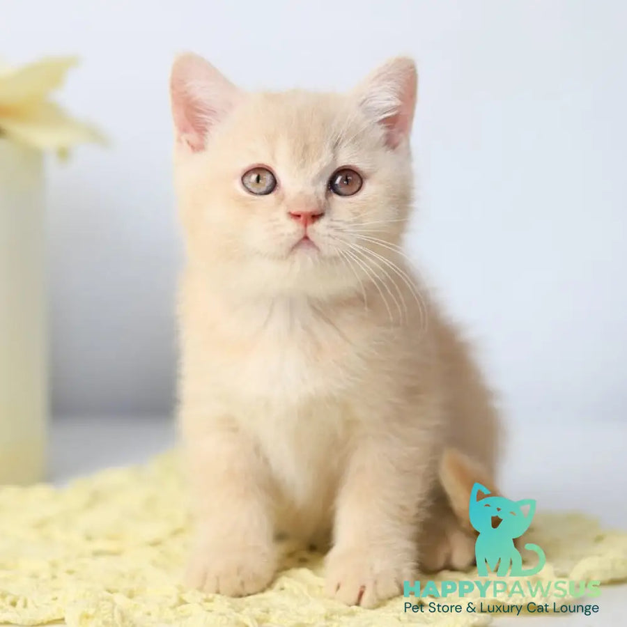 Yarik British Shorthair male cream - live animals