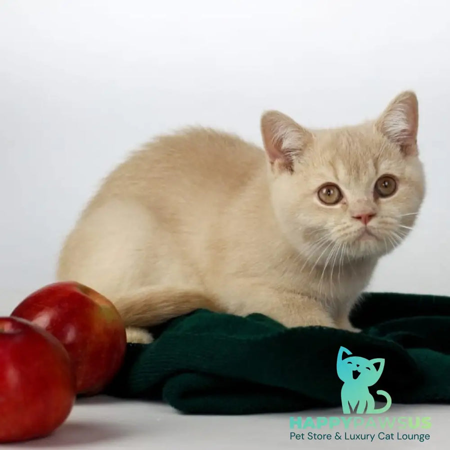 Yarik British Shorthair male cream - live animals