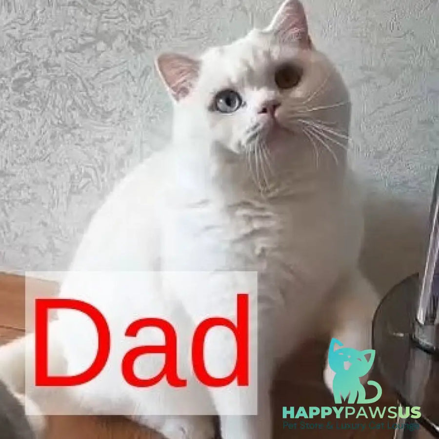Yarik British Shorthair male cream - live animals