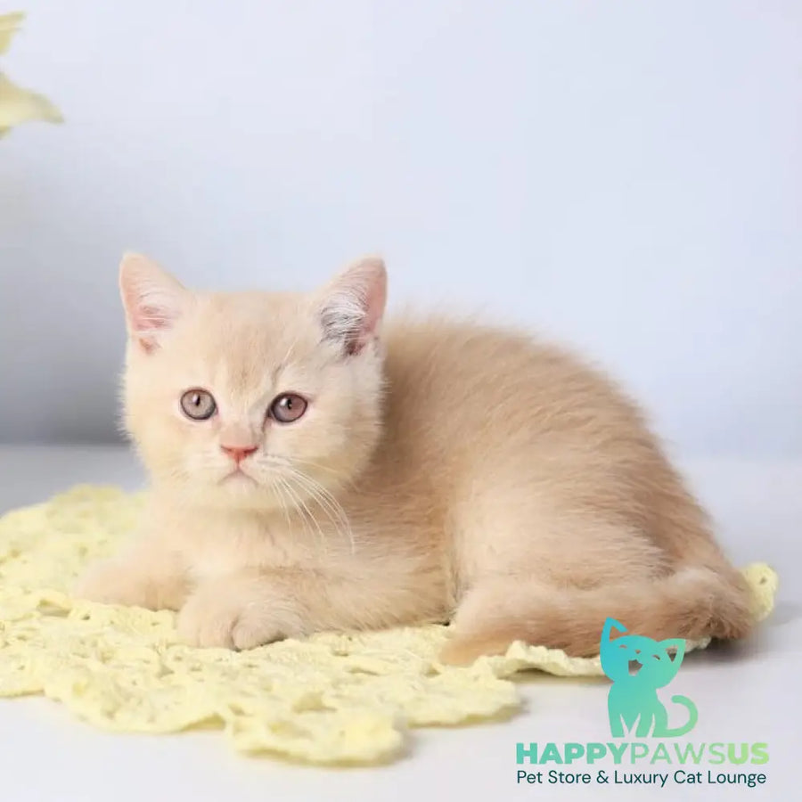 Yarik British Shorthair male cream - live animals