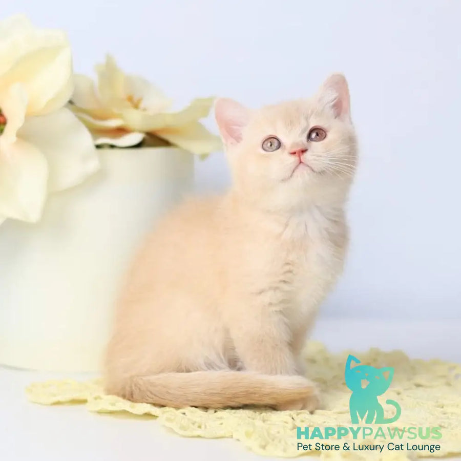 Yarik British Shorthair male cream - live animals