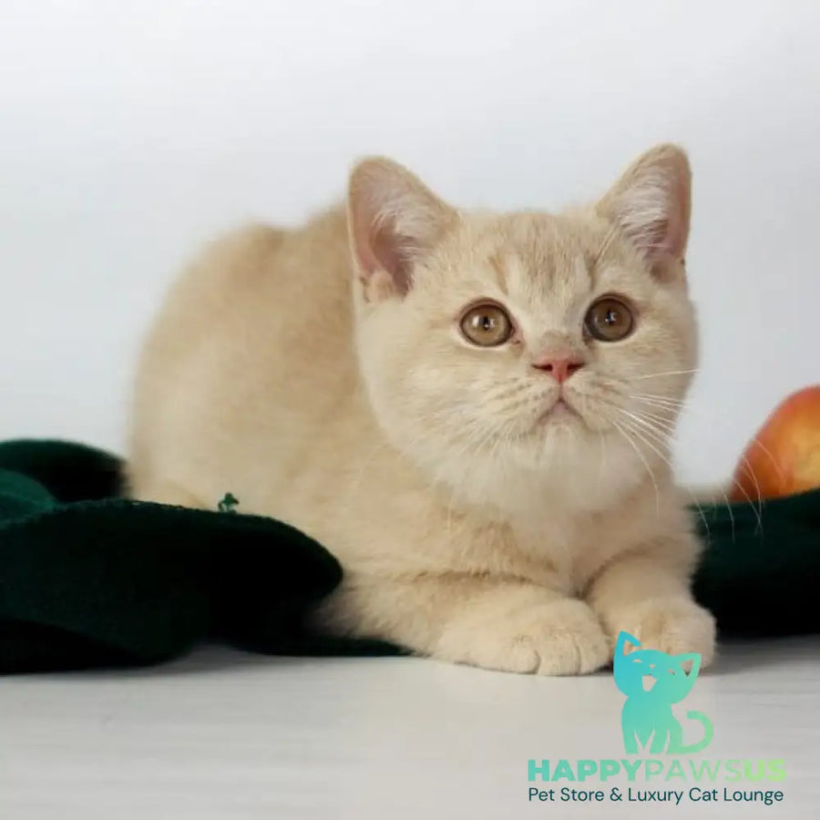 Yarik British Shorthair male cream - live animals
