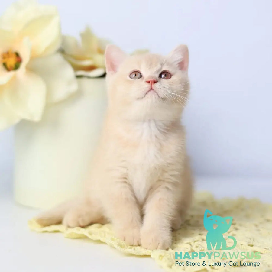 Yarik British Shorthair male cream - live animals