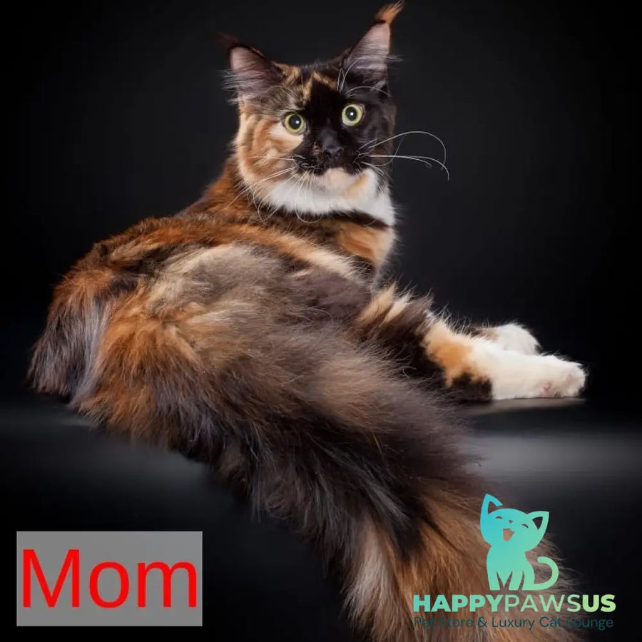 Yarik Maine Coon male black tabby - live animals
