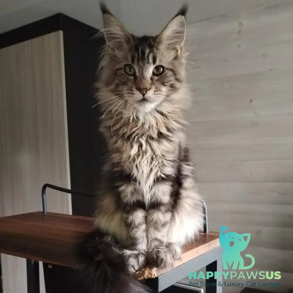 Yarik Maine Coon male black tabby - live animals