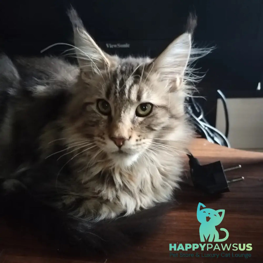 Yarik Maine Coon male black tabby - live animals