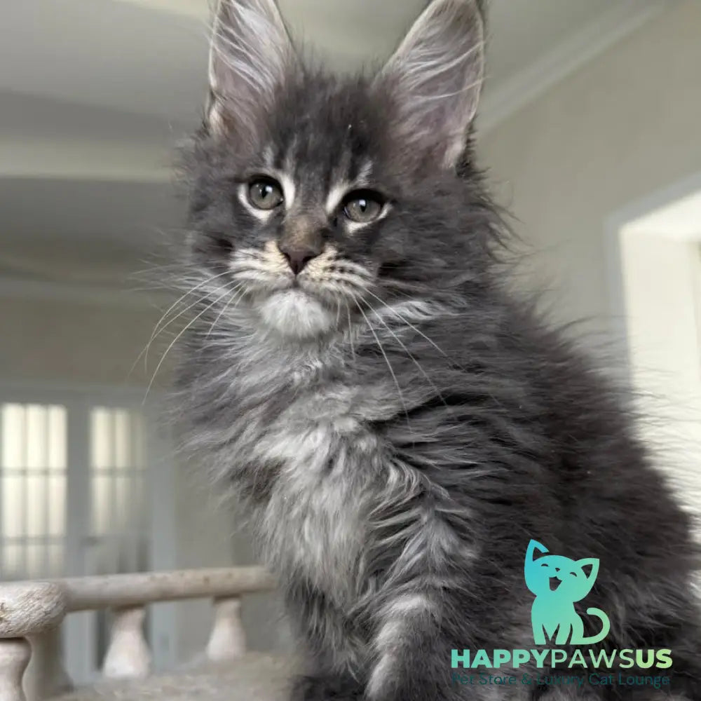 Yarik Maine Coon male blue ticked tabby - live animals
