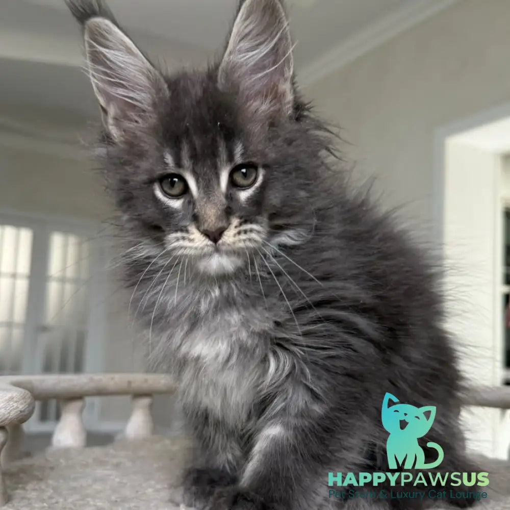 Yarik Maine Coon male blue ticked tabby - live animals