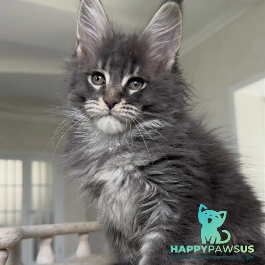 Yarik Maine Coon male blue ticked tabby - live animals