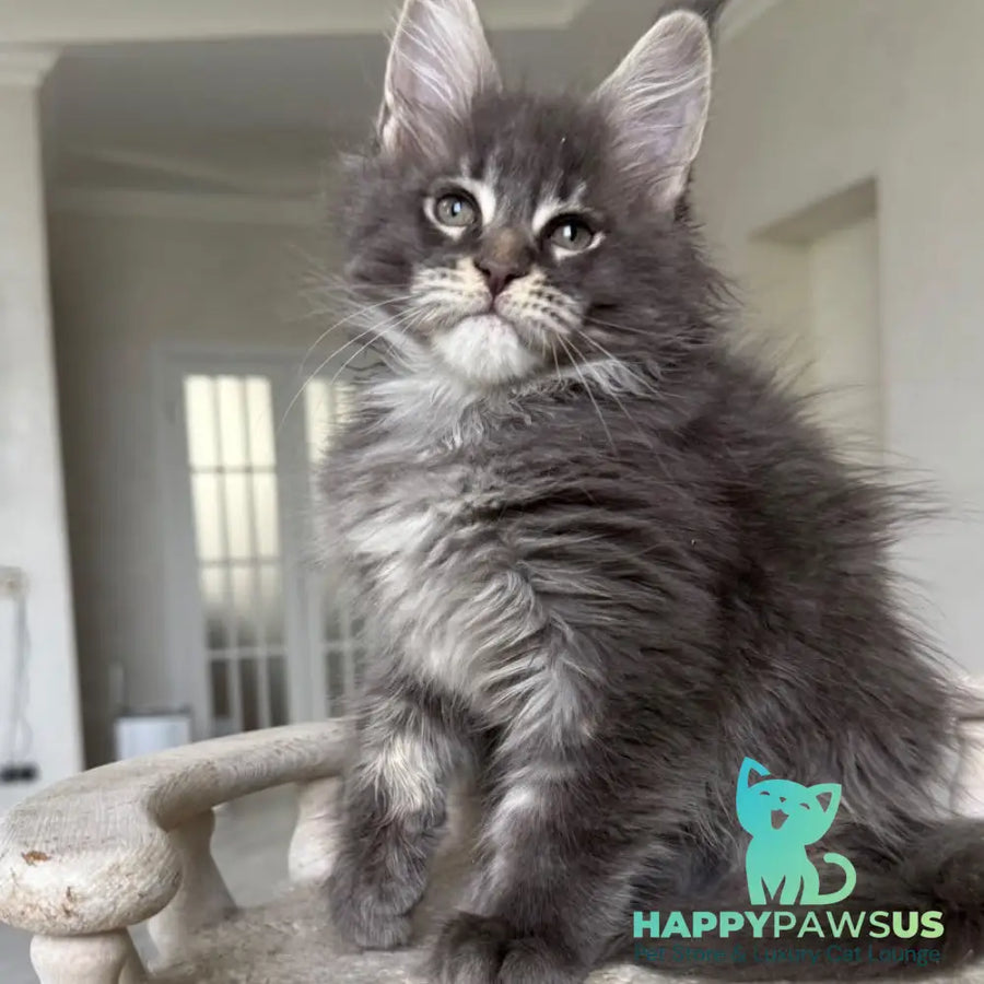 Yarik Maine Coon male blue ticked tabby - live animals