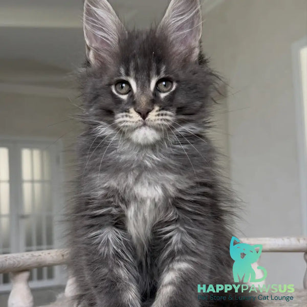 Yarik Maine Coon male blue ticked tabby - live animals