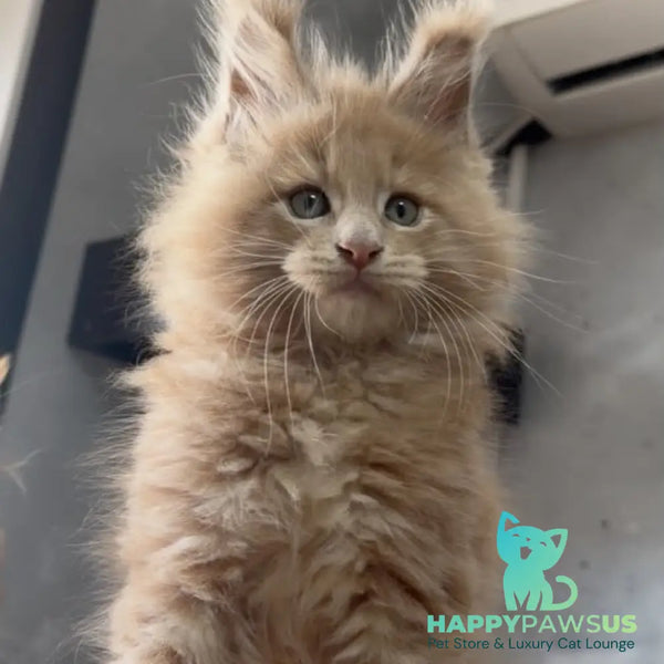 Yarik Maine Coon male cream - live animals