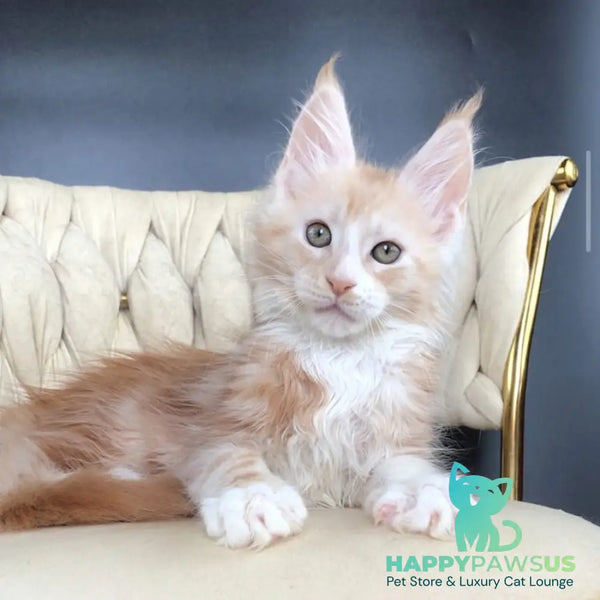 Yarik Maine Coon male red silver tabby bicolour - live animals