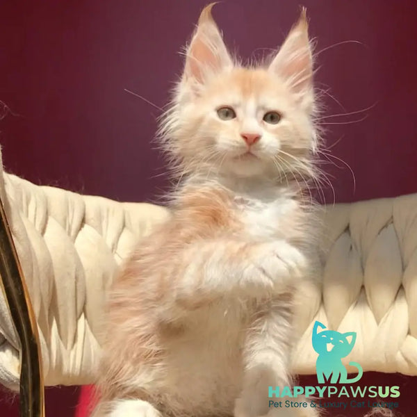 Yarik Maine Coon male red silver tabby bicolour - live animals