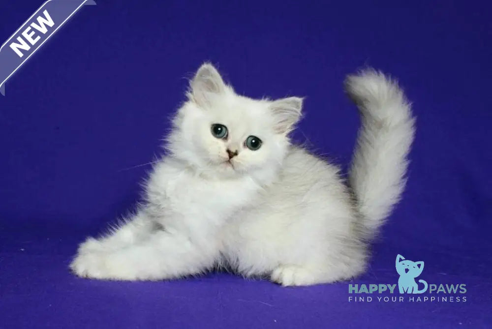Yarik Persian male black silver shaded live animals