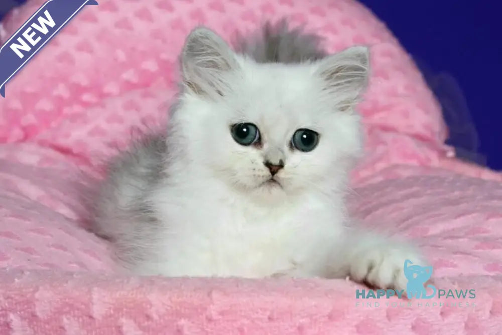 Yarik Persian male black silver shaded live animals