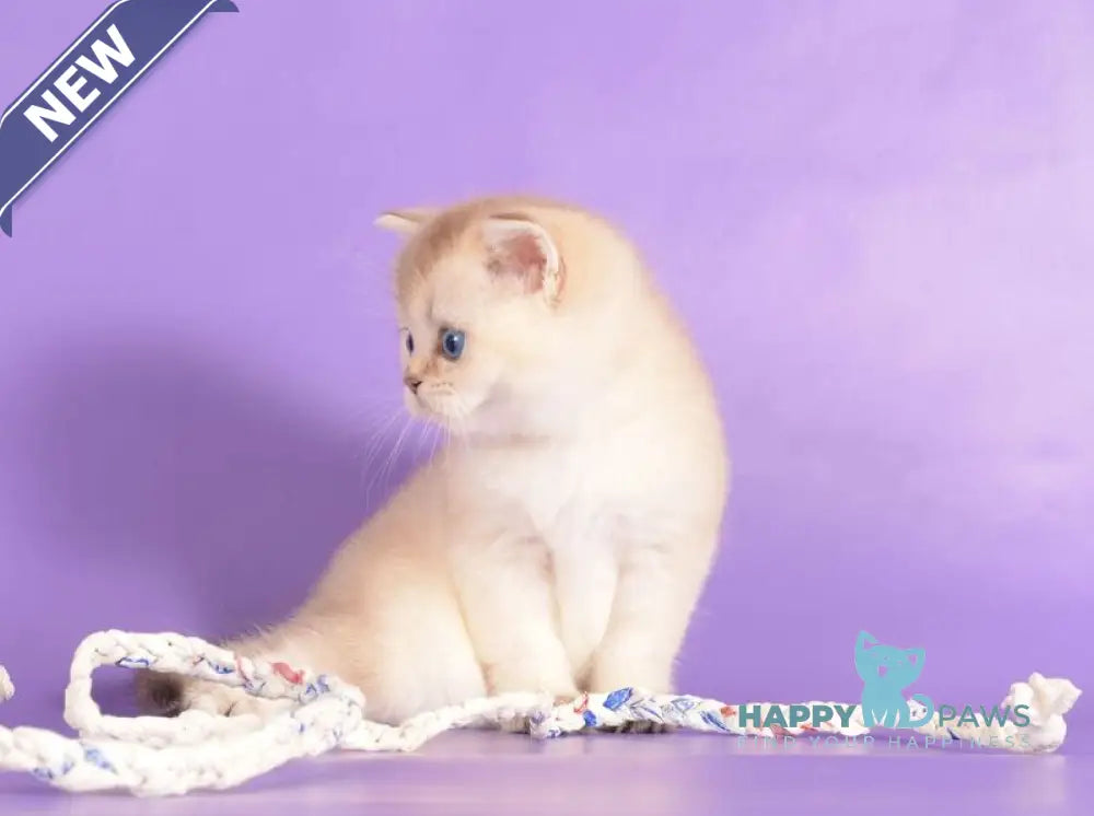 Yarik Scottish Straight male black golden ticked tabby pointed live animals