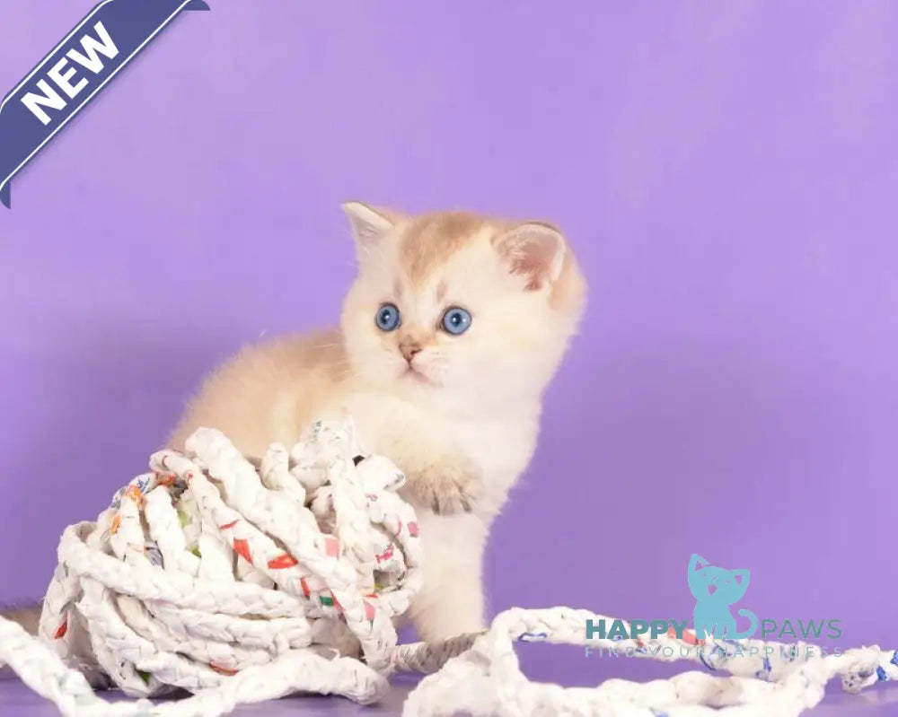 Yarik Scottish Straight male black golden ticked tabby pointed live animals