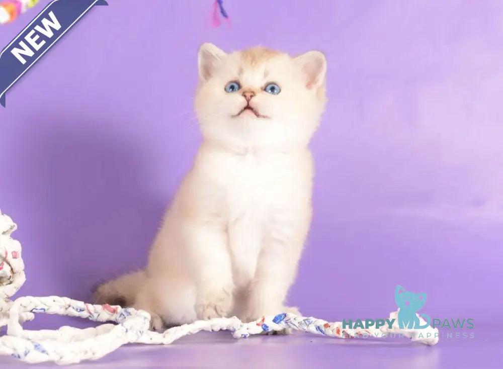 Yarik Scottish Straight male black golden ticked tabby pointed live animals