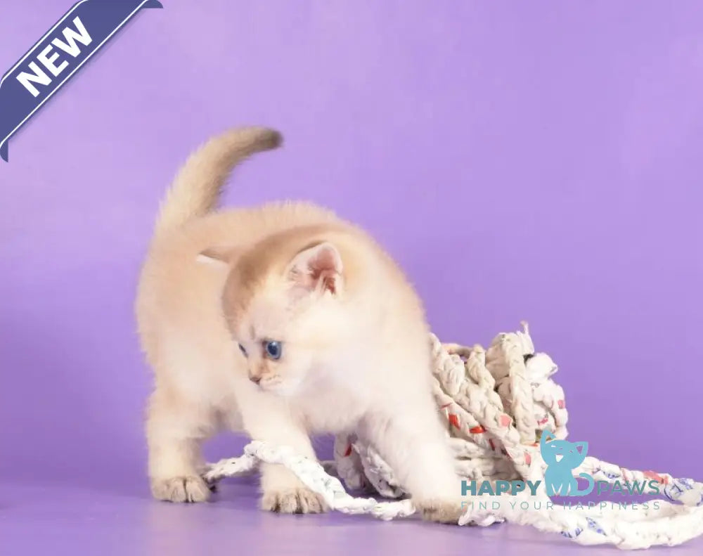 Yarik Scottish Straight male black golden ticked tabby pointed live animals