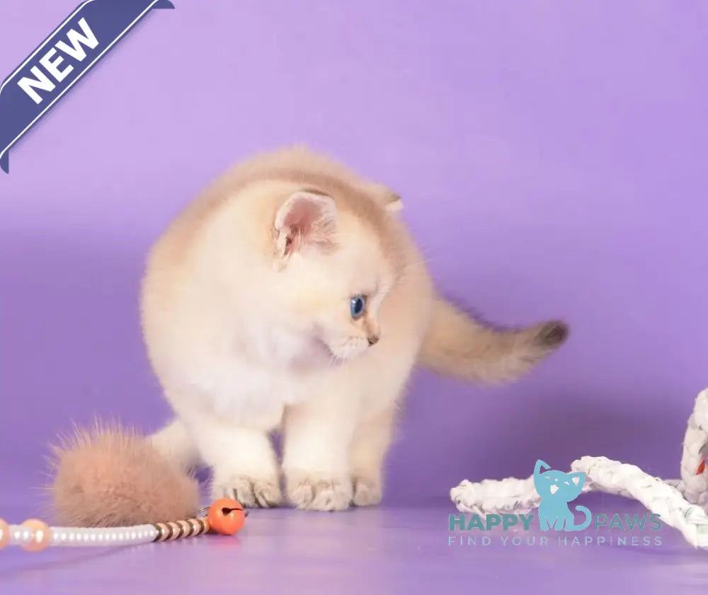 Yarik Scottish Straight male black golden ticked tabby pointed live animals