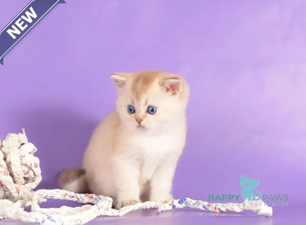 Yarik Scottish Straight male black golden ticked tabby pointed live animals