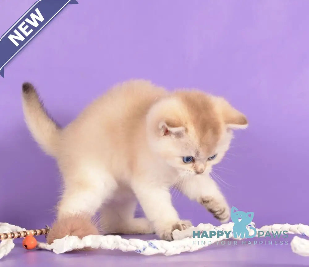 Yarik Scottish Straight male black golden ticked tabby pointed live animals