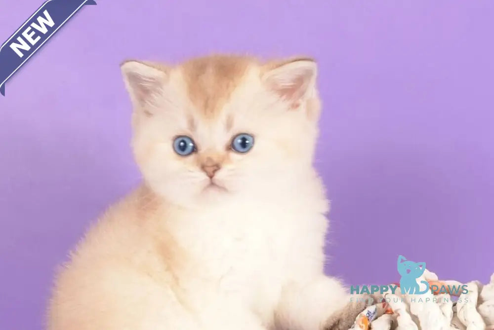 Yarik Scottish Straight male black golden ticked tabby pointed live animals