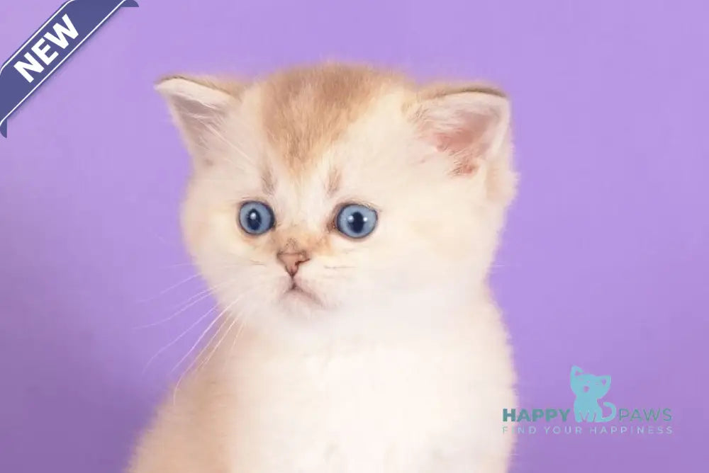 Yarik Scottish Straight male black golden ticked tabby pointed live animals