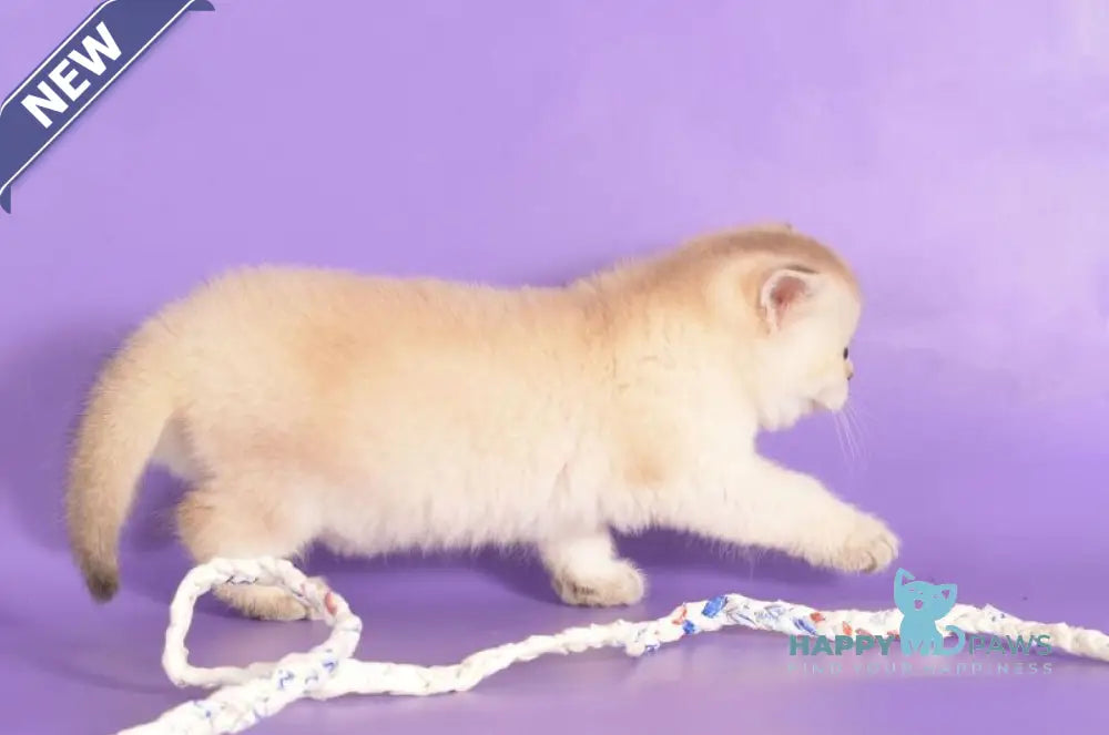 Yarik Scottish Straight male black golden ticked tabby pointed live animals