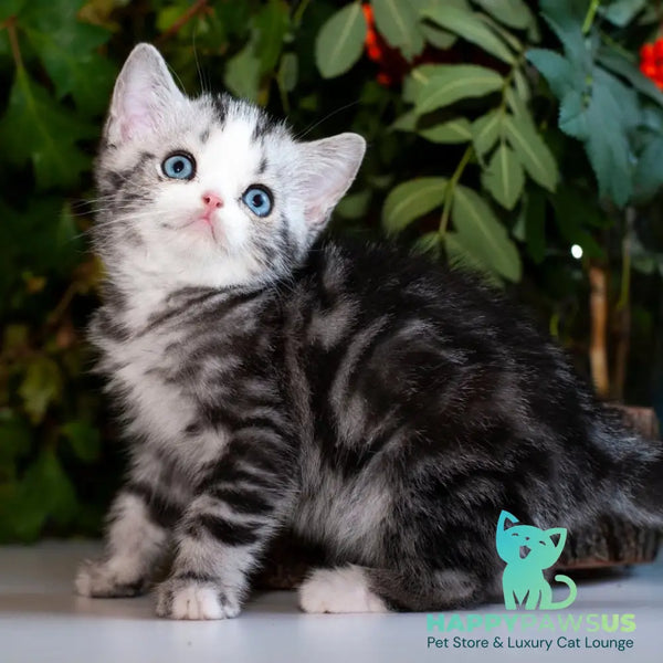 Yarilo British Shorthair male black silver tabby - live animals