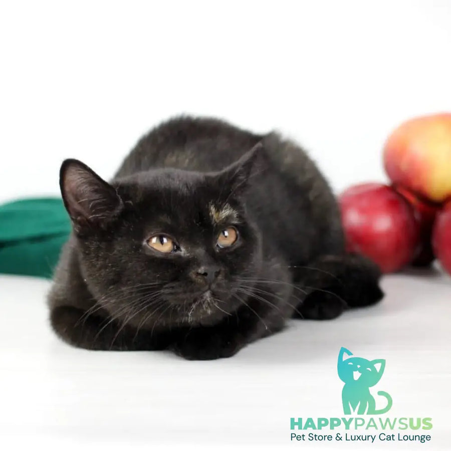 Yarina British Shorthair female black tortie - live animals