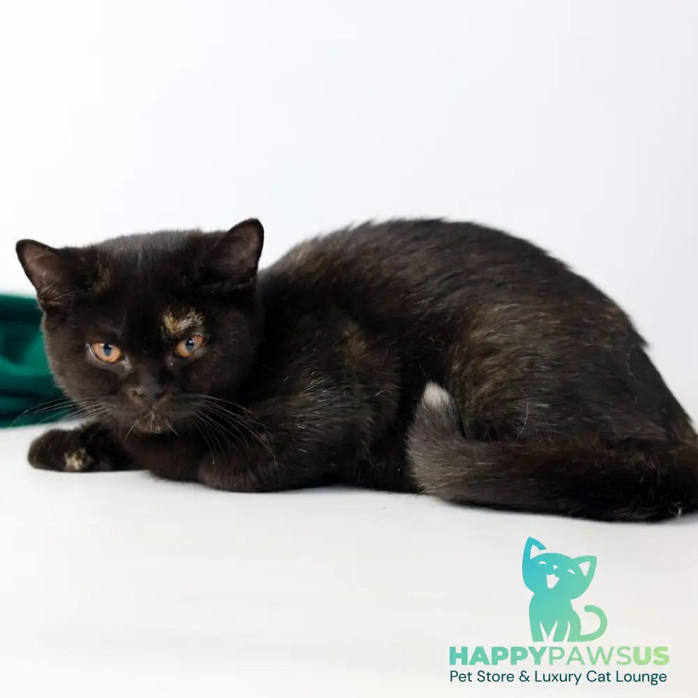 Yarina British Shorthair female black tortie - live animals