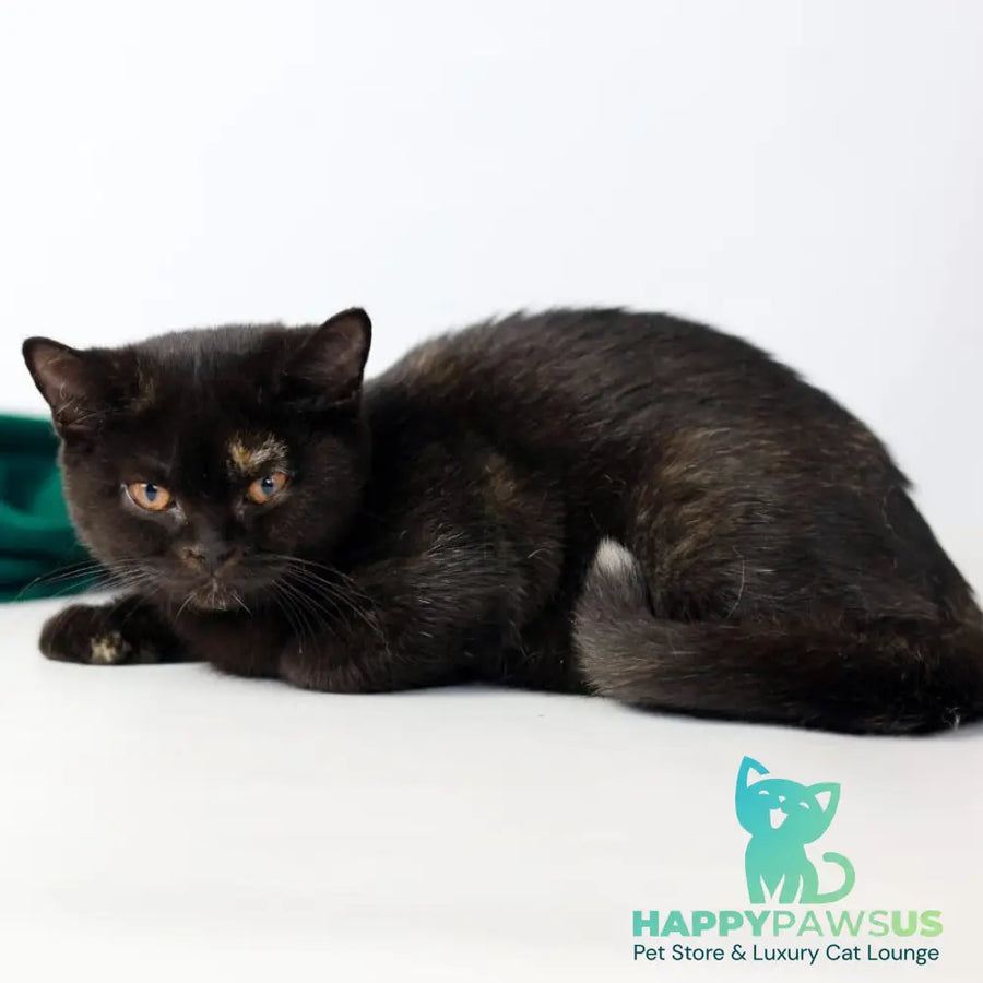 Yarina British Shorthair female black tortie - live animals