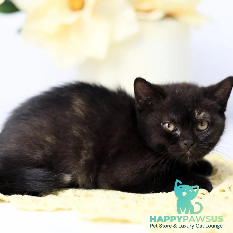Yarina British Shorthair female black tortie - live animals