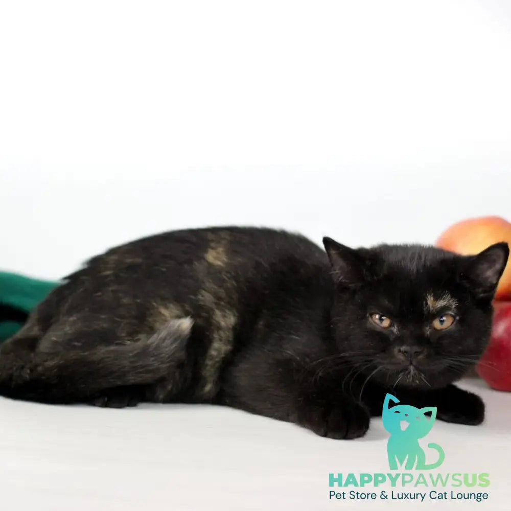 Yarina British Shorthair female black tortie - live animals