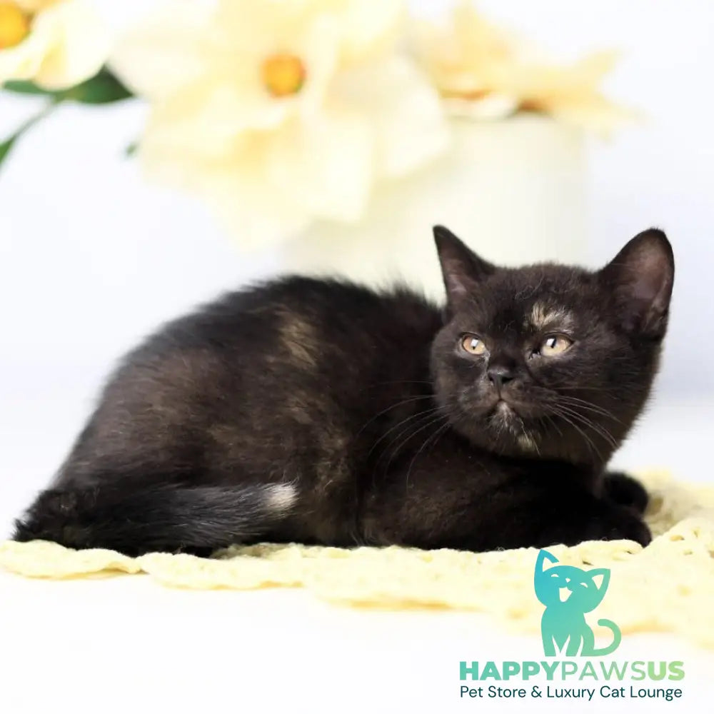 Yarina British Shorthair female black tortie - live animals