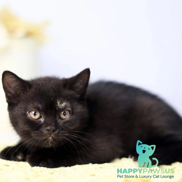 Yarina British Shorthair female black tortie - live animals