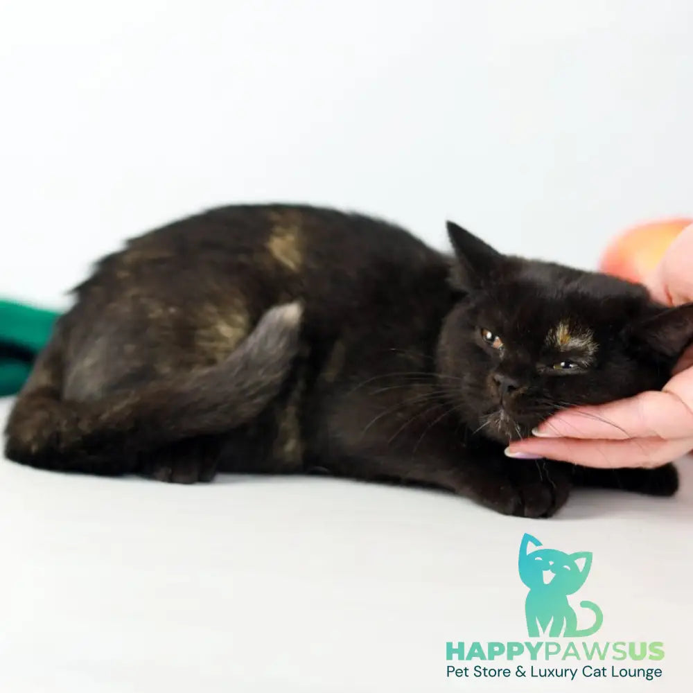 Yarina British Shorthair female black tortie - live animals