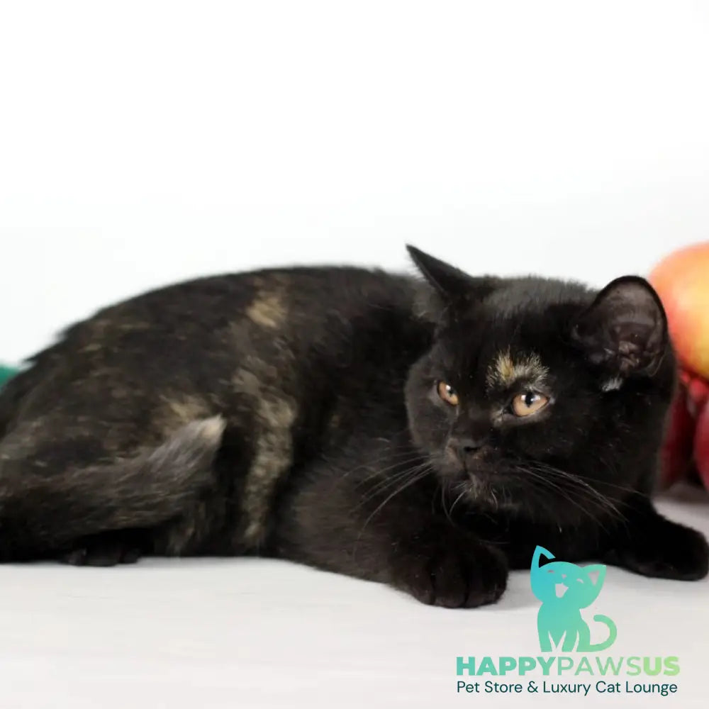 Yarina British Shorthair female black tortie - live animals
