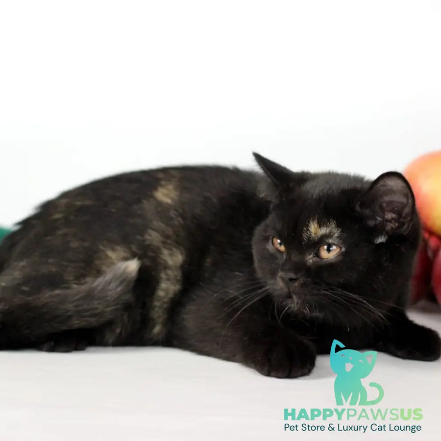 Yarina British Shorthair female black tortie - live animals